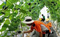 진도군, 밤호박 재배기술 개선으로 농가소득 증가