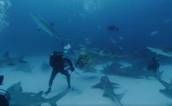 "상어들과 함께 수영을"…고프로, 360도 영상 공유