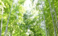 [포토]시원한 ‘대나무 숲’에서 “여름휴가 보내세요”
