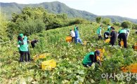 성남시 새마을회, 보성 문덕면 농촌 일손돕기 봉사활동