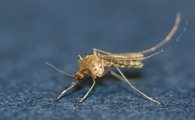 일본 뇌염, 모기 활발한 10월 하순까지 조심해야…예방법은?
