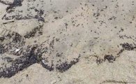 ‘뉴스쇼’ 환경학 교수 “부산 개미떼·가스냄새 지진 전조는 오버다”