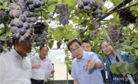 이낙연 전남도지사, 장성 포도 재배 현장 살펴