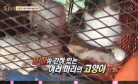 '동물농장'고양이 공장 충격 실태…"잡아갈거면 잡아가" 뻔뻔한 주인