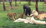 사육사 구한 호랑이, 표범의 기습공격 막아…영상 공개되며 화제
