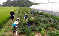 [포토] 한밭대, 충남 논산서 ‘농촌일손돕기’ 활동