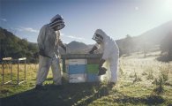 호주와 뉴질랜드의 꿀 전쟁