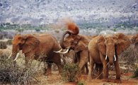 케냐 국립공원 관광객, 코끼리에 밟혀 사망