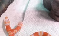 [동영상] 머리가 둘인 희귀뱀 ‘쌍두사’…“부르는 게 값”