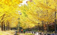 ‘숲 속의 전남' 10월의 나무에 은행나무 선정