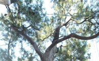구로구, 가리봉동 500살 측백나무 제례 열어 