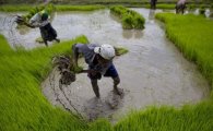 日 농협, '안 팔리는 쌀' 판매 위해 英 식품회사 인수