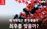 [카드뉴스]가을 나뭇잎은 왜?… 단풍 '예쁜 최후'의 비밀
