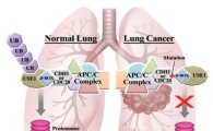 [과학을 읽다]폐암 조기진단 가능해진다
