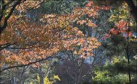 [포토]깊어가는 가을