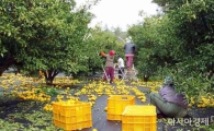 완도군 고금면 친환경 유자 맛과 향 ‘탁월’