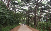 올해 가장 아름다운 숲 '남한산성 소나무숲'