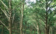 고흥 금탑사 비자나무숲, 대한민국 아름다운 숲 선정