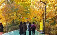 강남구 양재천 ‘낙엽의 거리’ 조성 