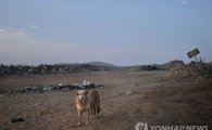 이집트, 유기견 학살에 이어 한국에 수출까지 검토…대사관 “공식적으로 요청·중재한 적 없다”