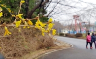 [포토]철없는 개나리 활짝펴