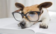 [마리 톡톡]"우리 개는 얼마나 똑똑할까?"…영리한 애완견종 BEST7