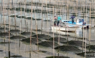 겨울철 별미,완도산 매생이 본격 출하
