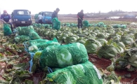 설 명절 앞두고 해남 ‘싱싱배추 ’출하 한창