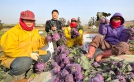 아삭아삭 해남 콜라비, 추운겨울 수확 한장