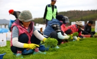 비타민의 보고, 해남 세발나물 수확 한창