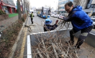 [포토]광주시 북구, 도로 가로수 정비