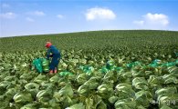 봄배추 2000t 긴급수매…과잉생산 우려