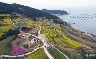 완도 청산도, 노란 유채 꽃망울 봄 재촉~