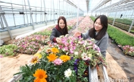 화사한 봄맞이하는 해남군, 봄꽃 4만7000본 3월말까지 읍면 분양 