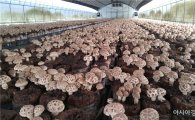 산림조합 “고품질 표고버섯 생산으로 경쟁력을 키운다”
