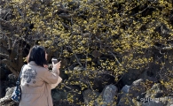 구례산수유꽃 보면서 봄 맞이하는 상춘객들