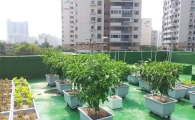 광진구,  친환경 상자텃밭 보급