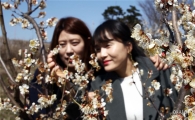 [포토]매화꽃 향기에 취한 여인들