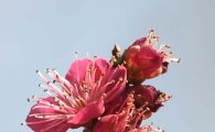 [포토]봄과 함께 분주한 꿀벌 