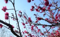 [포토]봄의 시작을 알리는 매화 