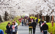 동대문구 장안벚꽃길서 봄꽃축제 열어 