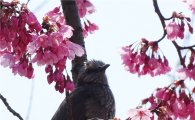 [포토]봄을 즐기는 직박구리