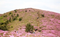 보성군, 내달 6일 제16회 일림산 철쭉문화행사 개막