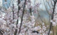 [포토]즐거운 봄꽃축제