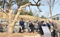 [포토]중랑구 ‘먹골배 시조목' 이식
