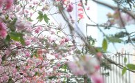 [포토]봄꽃 피우는 봄비