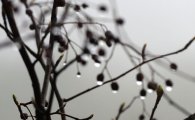 [포토]봄비 품은 열매