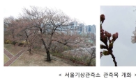 서울 벚꽃 6일에 공식 개화…평년보다 4일 빨라