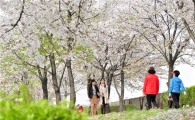 양천구 안양천 둔치 등 명소 9곳 봄 꽃길로 피어나다