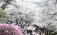 대만·홍콩·필리핀 관광객 6천명 경기도 봄꽃보러 온다